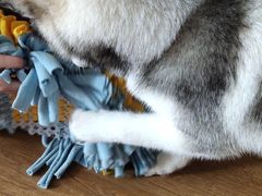 -Husky Go! 哈士奇体验馆·宠物咖啡厅狗咖