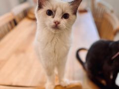 -楼上猫咖(罗湖店)