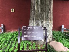 -武侯墓风景区