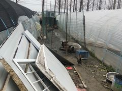 -喜杨洋草莓采摘园