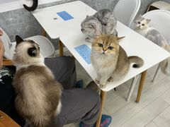 -喵的天空名猫咖啡馆·撸猫·猫舍·用品