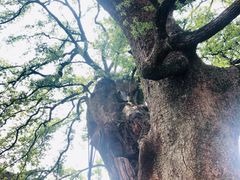 -新安江山水画廊风景区