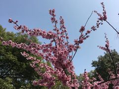 -上海滨江森林公园