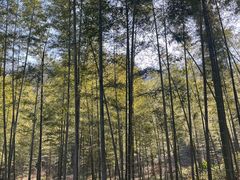 -潜山国家森林公园