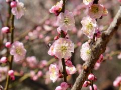 -梅花山(明孝陵内)