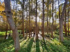 -桤木河湿地公园