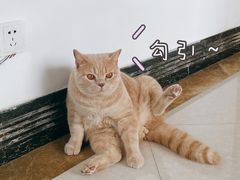 -Catmate·猫肥家润(金润铂宫店)