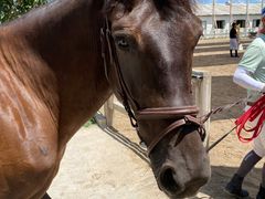 -北京群众马术培训基地