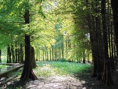 -溱湖国家湿地公园