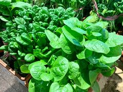 -旺角小渔村(幸福中路店)