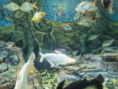 -上海海洋水族馆