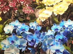 -双季花艺园艺市场(浦东店)