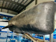 -上海海洋大学鱼文化博物馆(军工路校区)