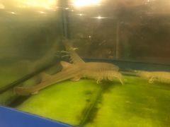 -大螃蟹海鲜餐厅