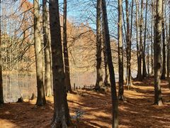 -上海海湾国家森林公园