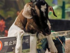 -绿色星球动物主题公园
