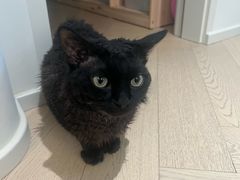 -御宝贝·A梦猫科宠物医院(国际猫友好医院)