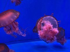 -杭州长乔极地海洋公园