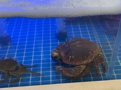 -七欣天香辣蟹火锅(苏州相城VIP总店)
