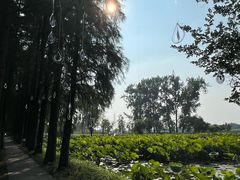 -陶辛水韵