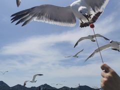 -海驴岛(荣成市)