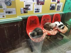 -猫咪博物馆(顶澳仔猫街店)