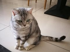 -平行世界·猫咖(首经贸店)