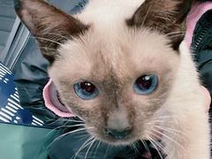 -瑞派福兴宠物医院犬猫全科·骨科·中西医结合(河东店)