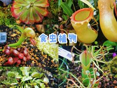 -上海辰山植物园
