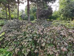 -宝鸡植物园