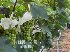 -马陆小张葡萄园农家乐