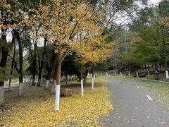 -长白岛森林公园