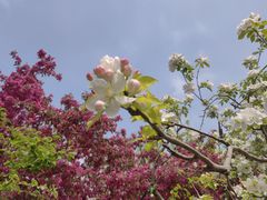 -海棠花溪(元大都城垣遗址公园)