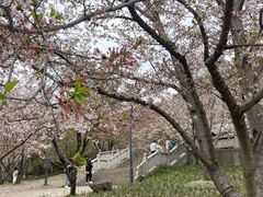 -苏州上方山国家森林公园