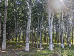 -大兴滨河森林公园