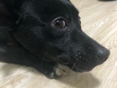 -申普宠物医院·眼科·心内科·影像科(普陀分院)
