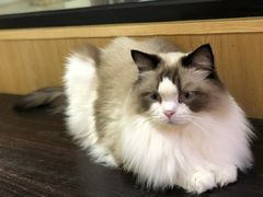 -滚猫咖啡·猫咖·猫友好撸猫(未来城店)