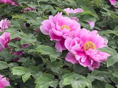 -洛阳市隋唐城遗址植物园