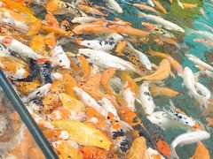 -西双版纳原始森林公园