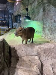 -Zoolung Zoolung动物主题公园(海信广场店)