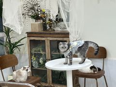 -共舞时光猫咖·狗咖(新街口店)