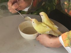 -吉丁鸟咖·异宠·寄养
