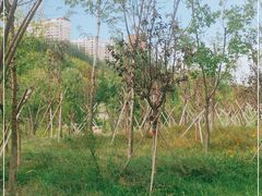 -小绿谷公园
