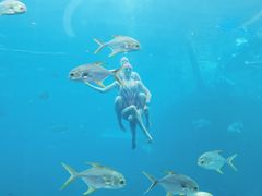 -瑞德姆美人鱼海底演艺主题餐厅(亚龙湾店)