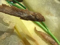 -赵记煎饼卷大葱(东岳店)