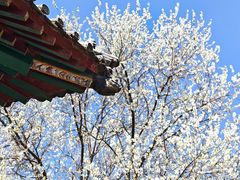 -桃花堤公园