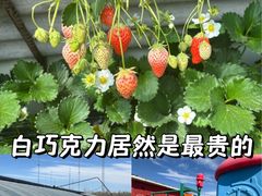 -大自然农场蔬菜草莓采摘园