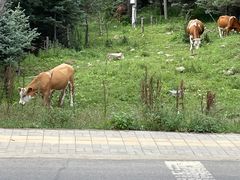-五台山风景区