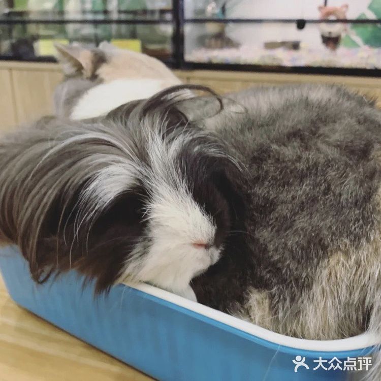 宝宝撒欢好去处｜摩西花园🌸