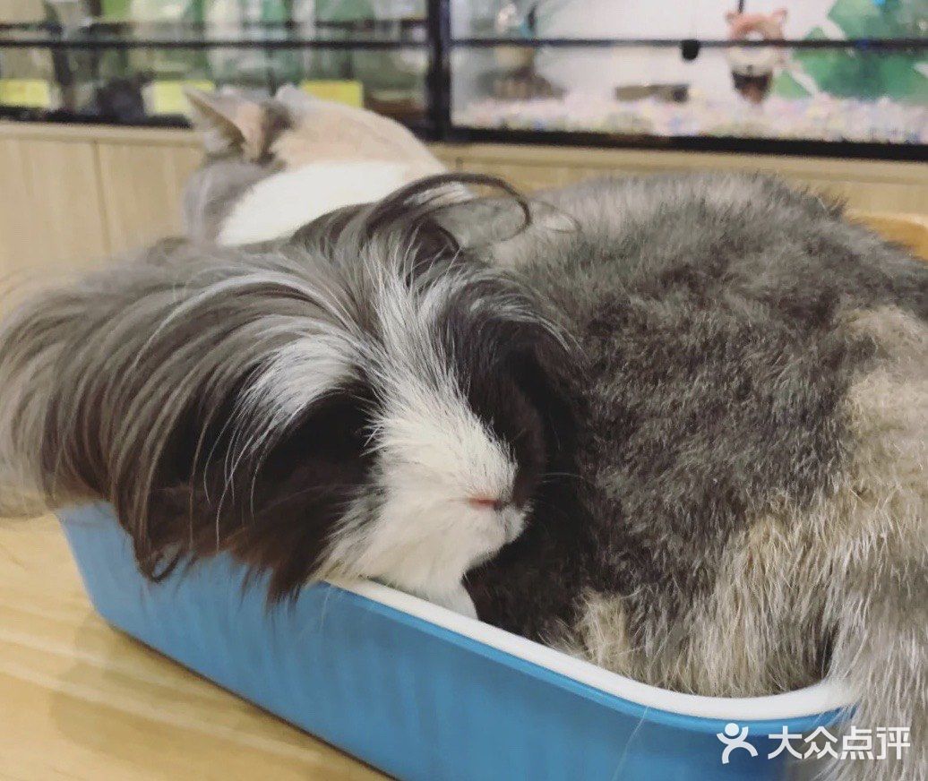 宝宝撒欢好去处｜摩西花园🌸